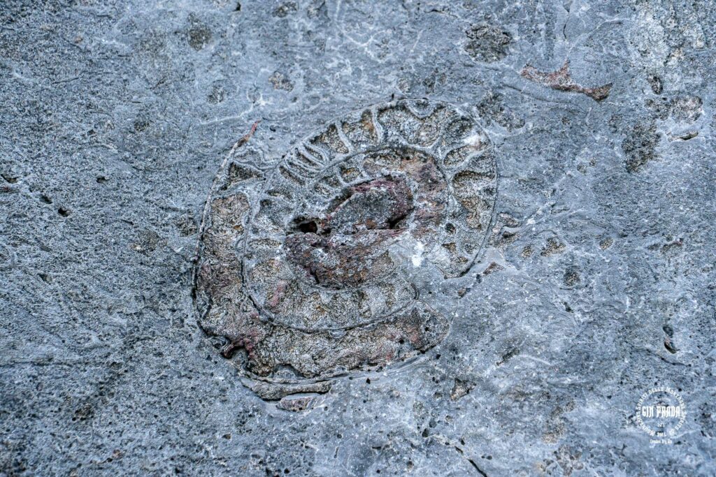 Fossile di Nautilus Grigna Settentrionale Valsassina Lago di Como Gin Prada spiriti delle montagne Foto Gabriele Ardemagni